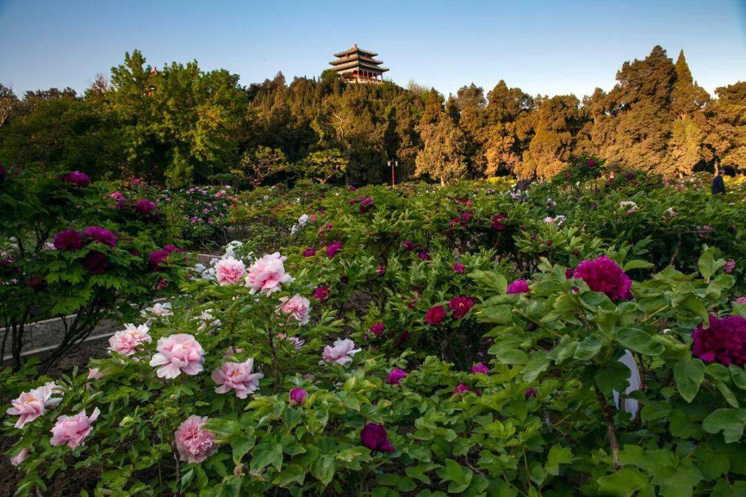北京牡丹公园的秘密图片