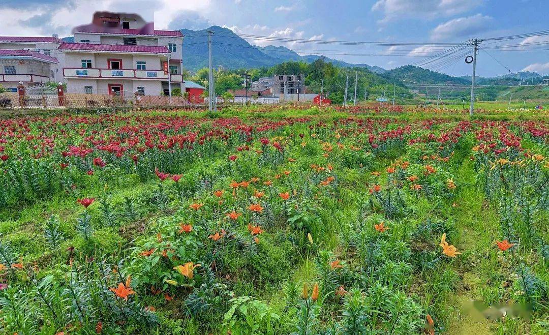 龙川黄布有个百合花世界,数十万朵鲜花娇艳欲滴惹人醉!
