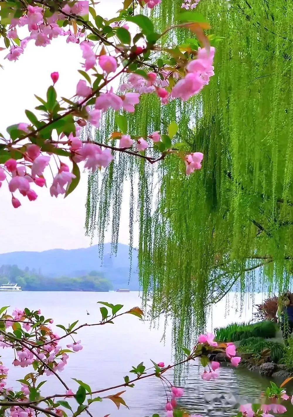 旋晕了百灵.醉迷了游人,楚楚动人步步煽情