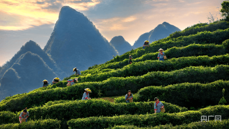 第二届武陵山茶文化节在秀山举行_茶叶_全县_比赛