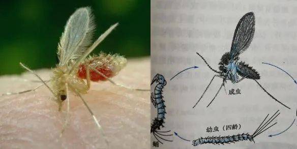 发现1例确诊病例!| 西安有人中招→_黑热病_白蛉_检查