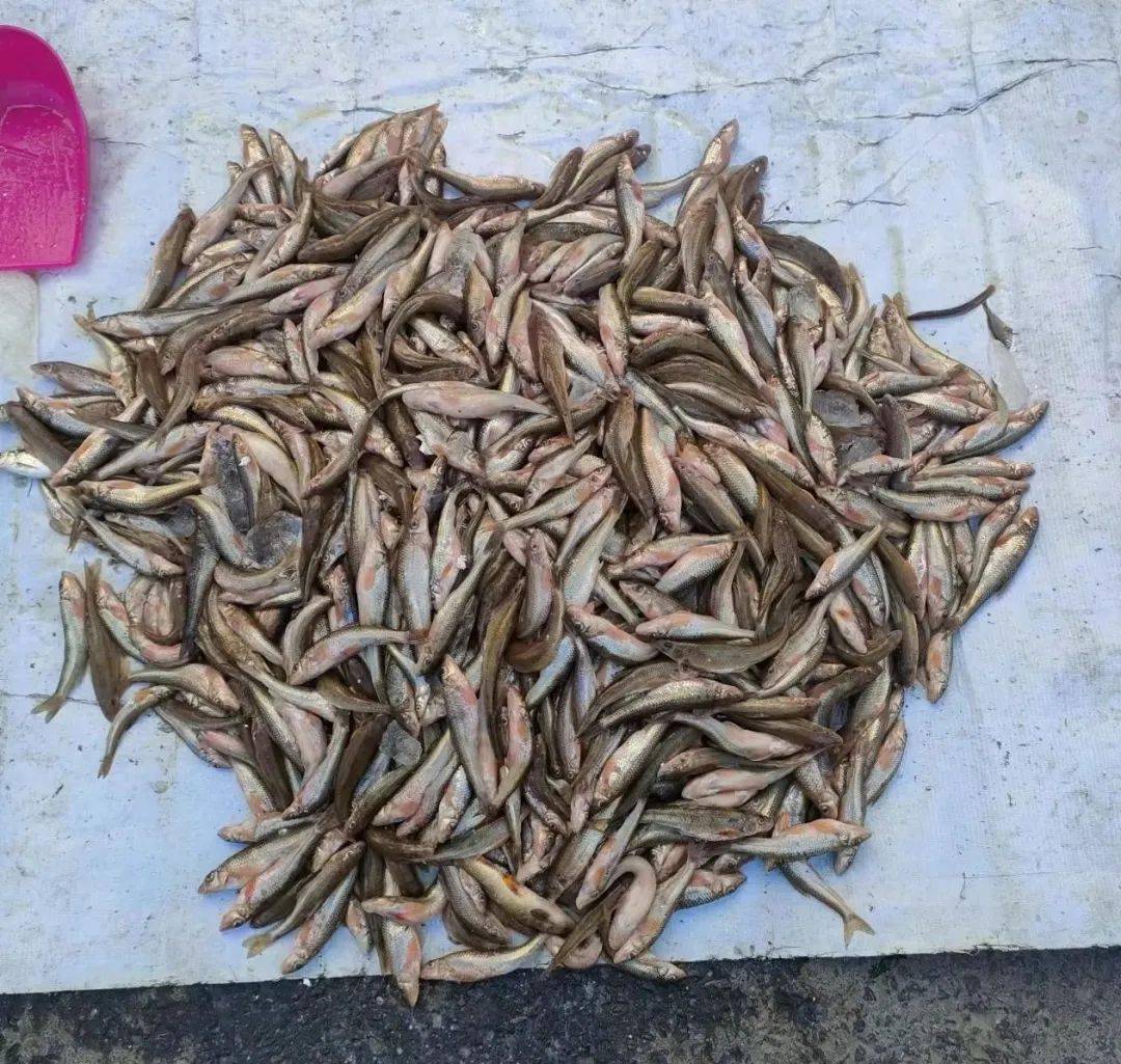 目前市场上重唇鱼,沙胡鲈子较多.