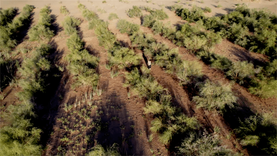 支付宝种树在哪里看_支付宝种树能看到自己的树吗_支付宝种树在哪看