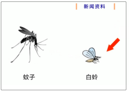 白蛉与蚊子区别图图片