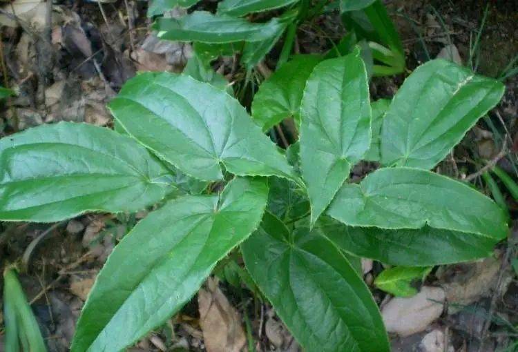 【百草知识】淫羊藿