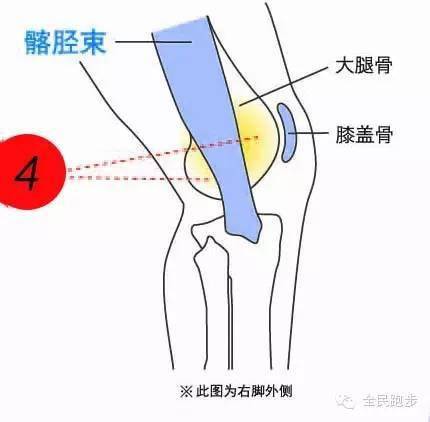 大腿韧带分布图片