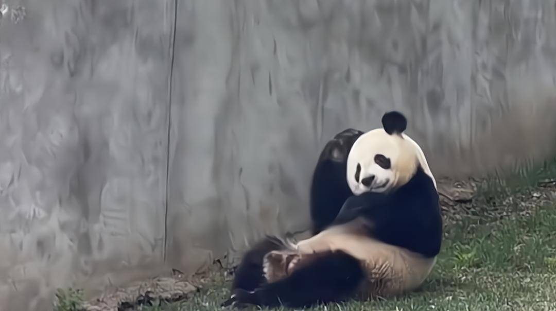 熊猫咬死人有什么后果图片