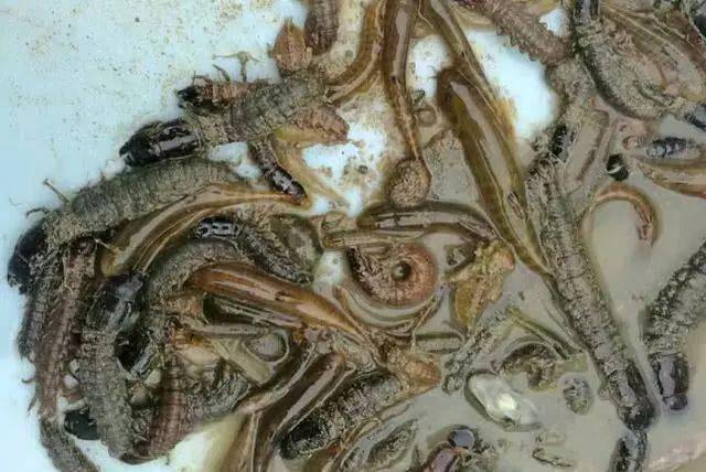 它是溪流钓的好饵料,却是养鱼人眼中的害虫_昆虫_效果_吃货