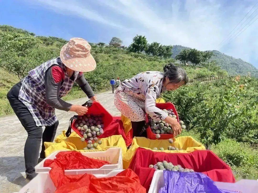 学习先进模范 | 劳动者风采:杨蕊铭誓把荒山变金山_武山_边红李_发展
