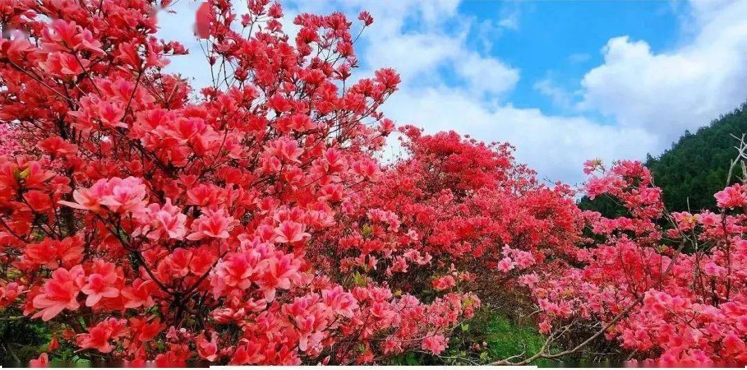 高姥山杜鹃花地点图片