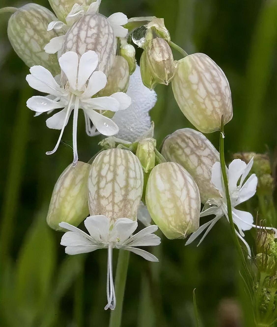 欣赏|白玉草花,清新雅致.