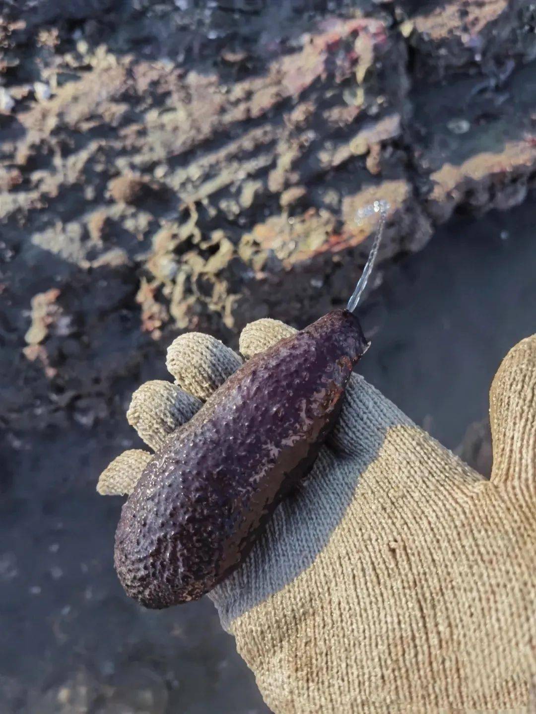 将军帽,海虹,生蚝,牛角螺,猫眼螺,八爪螺,佛手,沙白,花甲,青口,猪仔螺