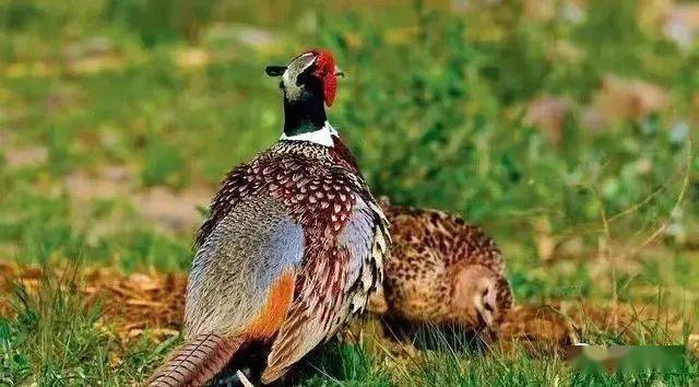 李志武/67赶野鸡_苗圃_昭陵_作品选