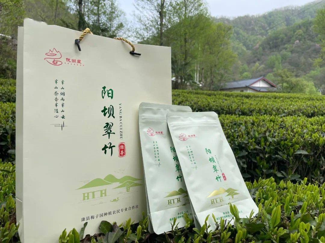 康县问茶,感受最美的人间四月天_发展_图片_茶叶