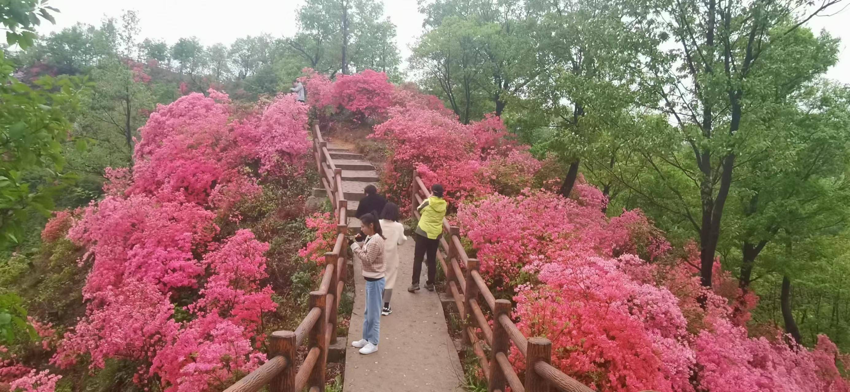 第三届鲁山杜鹃花节开幕_旅游资源_开幕式_丝绸