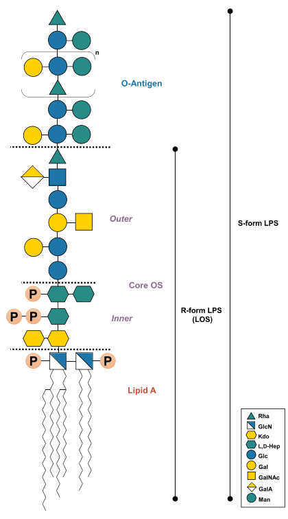 脂多糖是大多数革兰氏阴性菌外膜的组成部分之一,在保护细菌免受应激