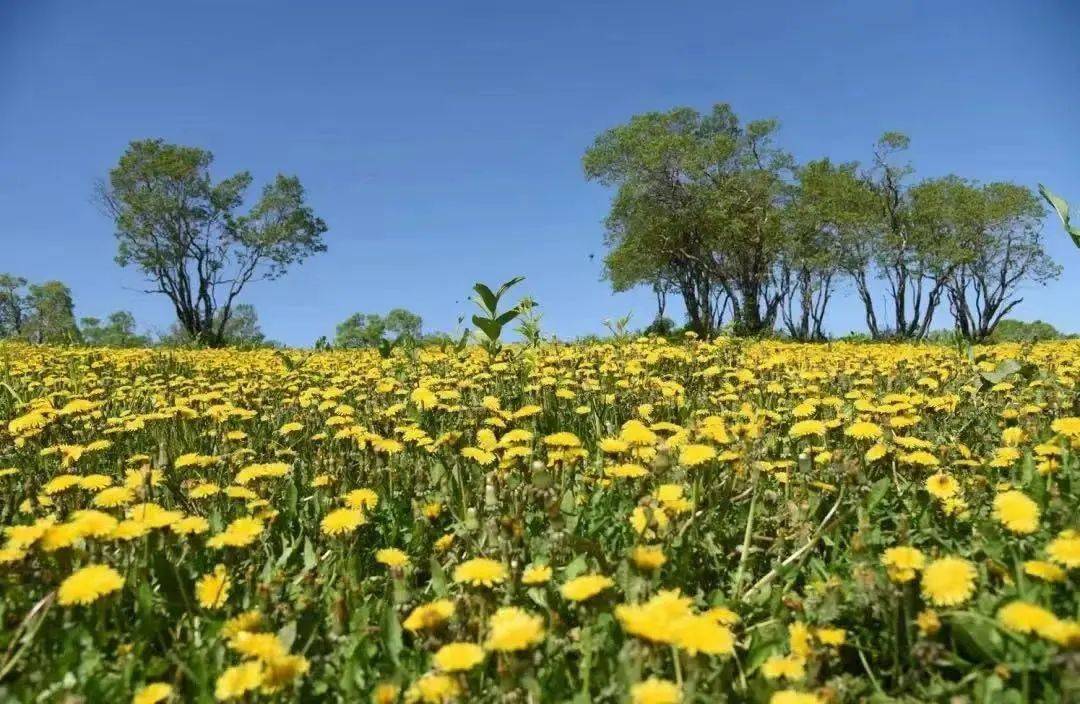 延边州内赏花路线心动不如行动看完就出发吧