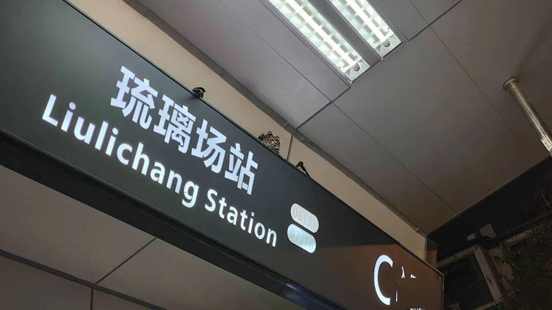 小燕子又回成都地铁安家,你偶遇了吗?_琉璃_场站_环境