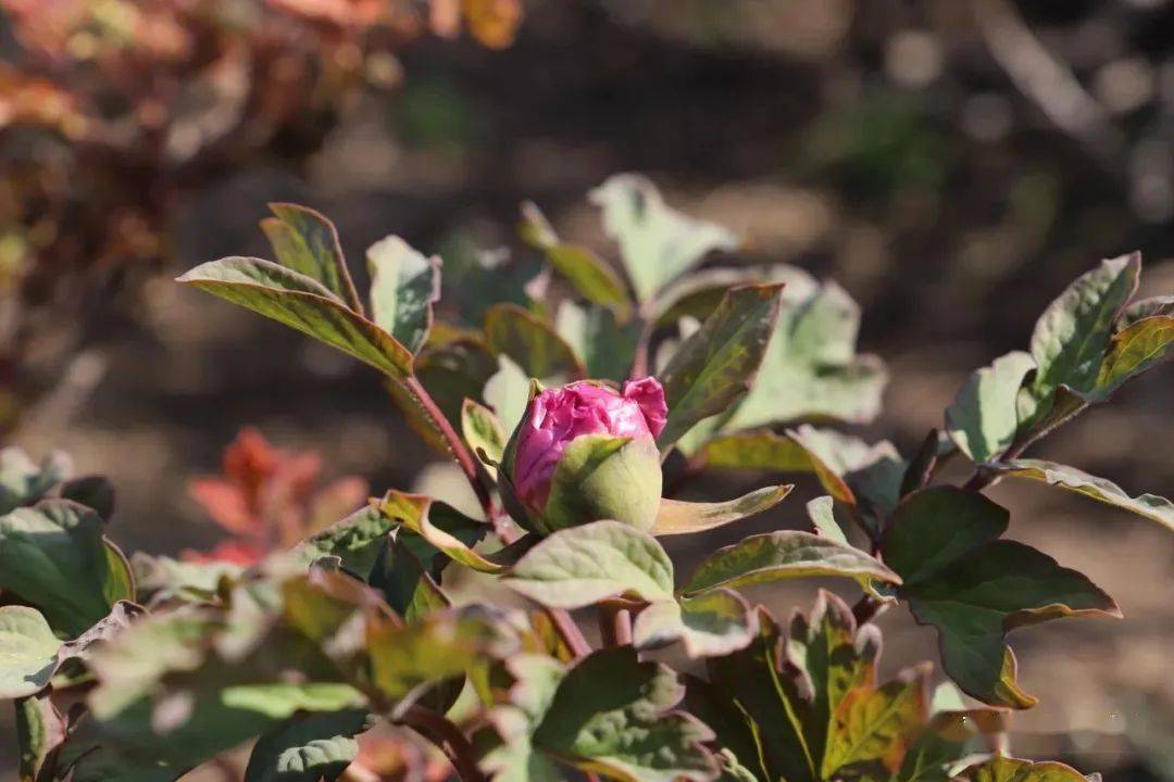 【鞓红花开动古城】丨正值春深暖意融,天香国色看鞓红_青州_牡丹_临淄