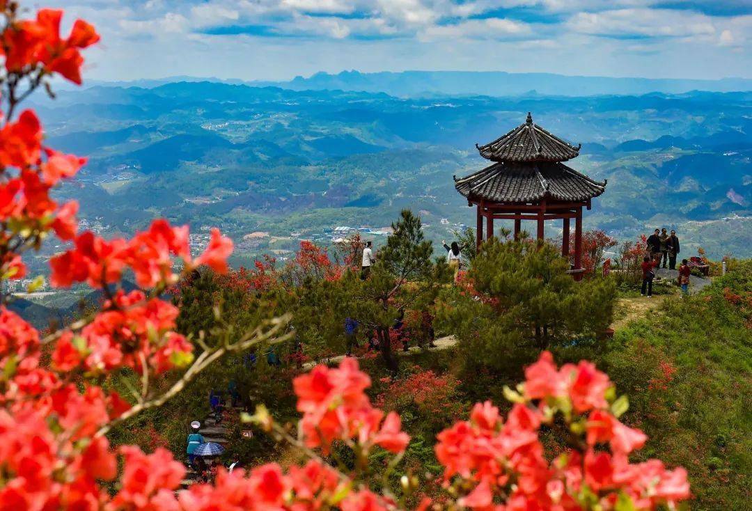 松桃:飞灵山上红艳艳 朵朵花开引客来_游客_映山红_景区