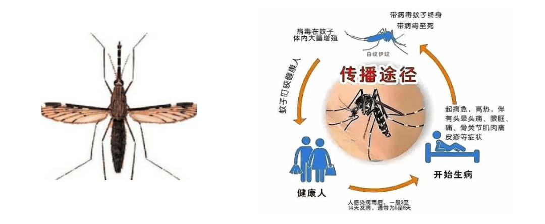 【科普】4.26 “全国疟疾日”——谨防输入性疟疾，持续巩固消除成果_疟原虫_人体_重症