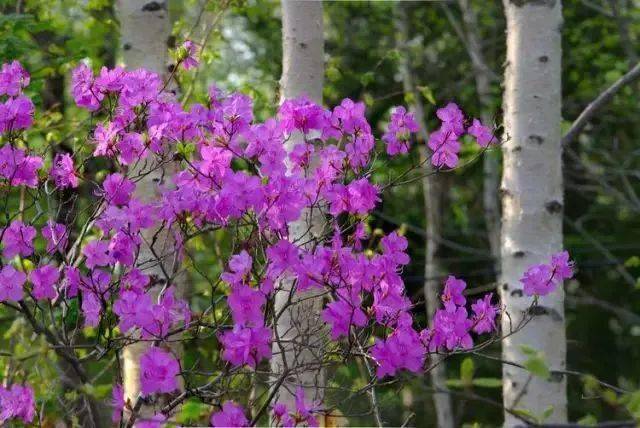 延边州内赏花路线心动不如行动看完就出发吧