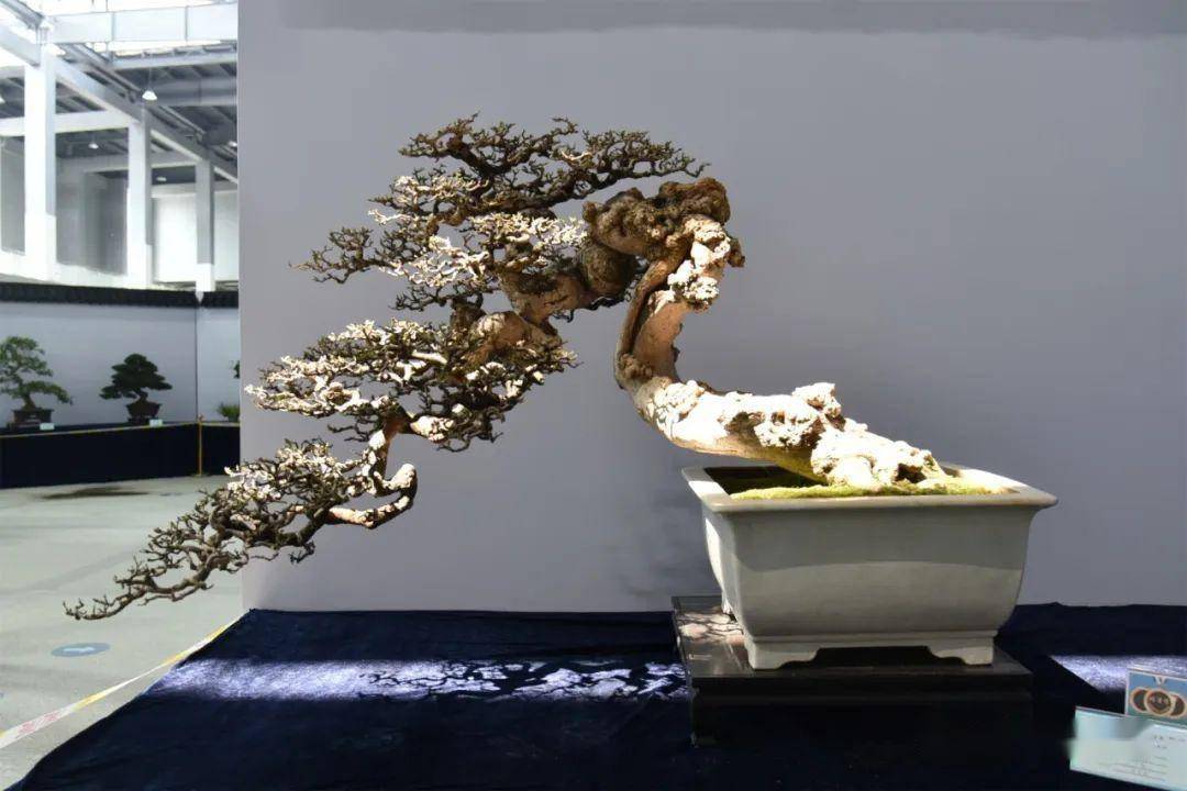 2023全国精品盆景展在江苏如皋举行 | 动态
