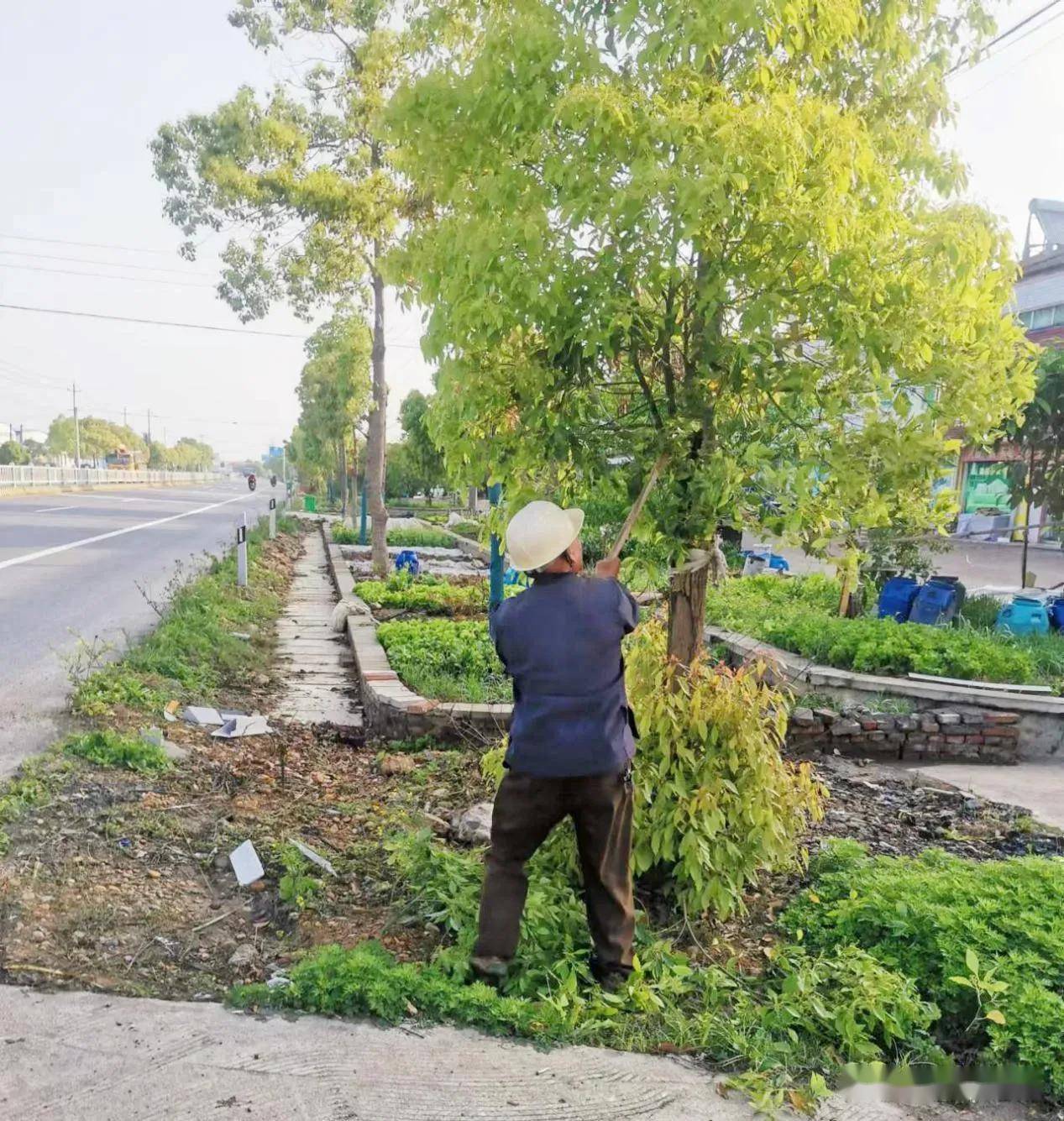 在中乾渠,曾大公路及新老207國道等地,組織專業隊伍,開展樹木整體澆水