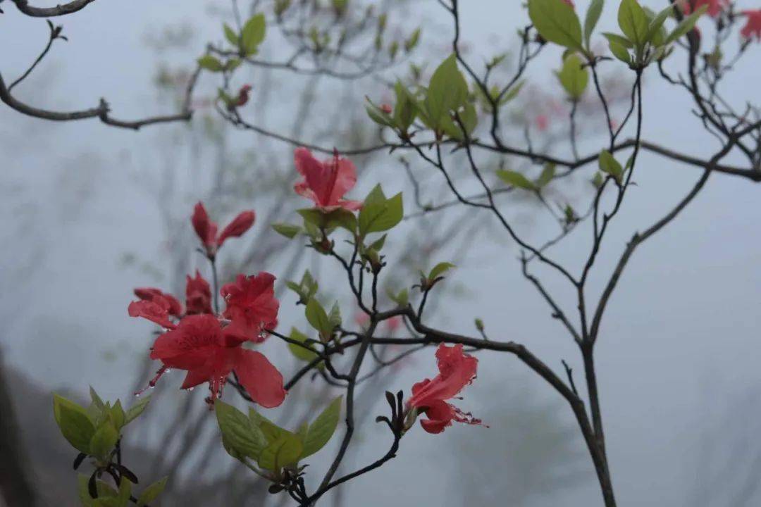 生态散文丨杜鹃花开牧云谷 (内附大量精美图片)