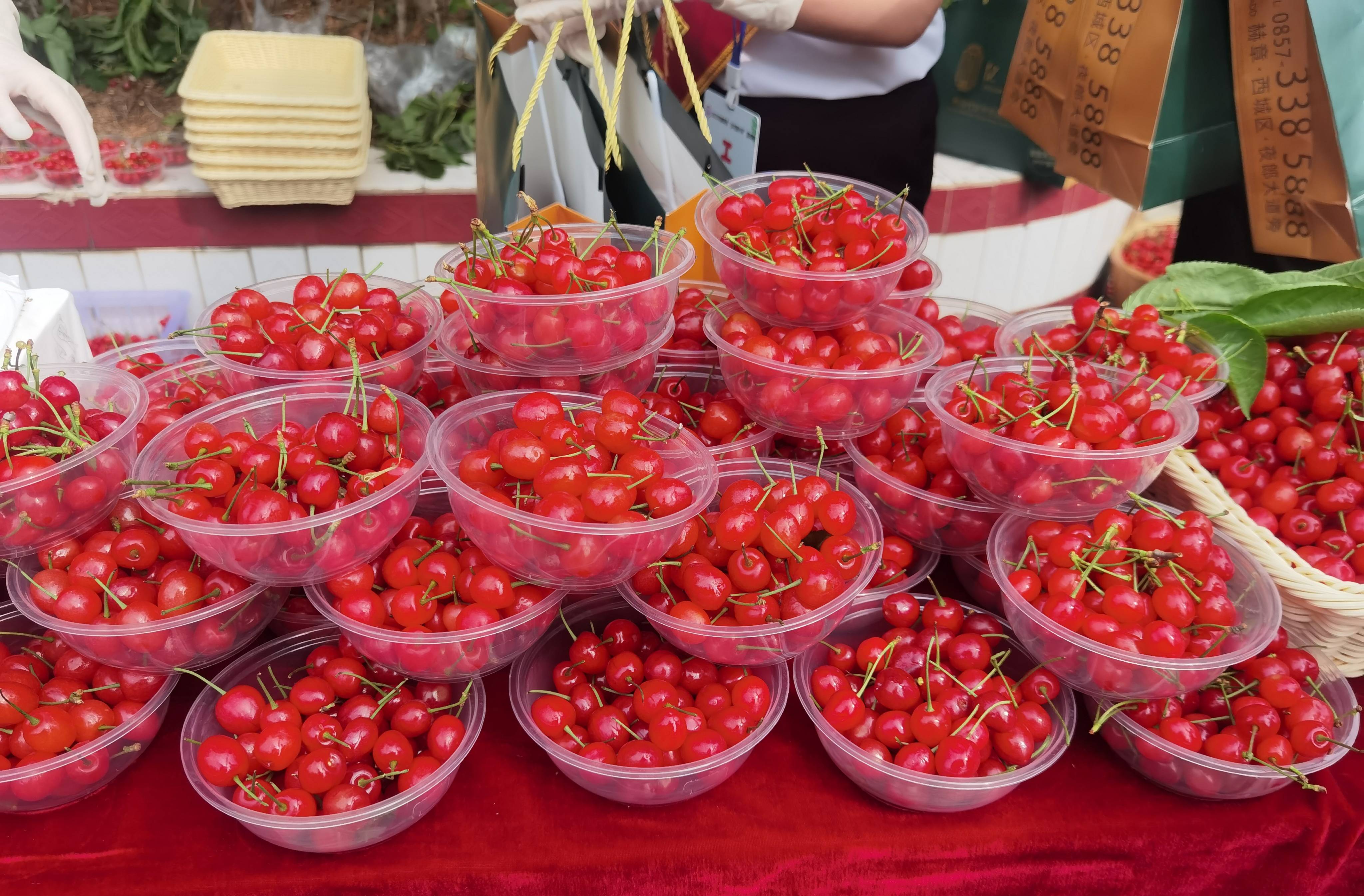 来中国"樱桃之乡"赫章摘樱桃吧 !_赫章县_野马川镇_阿西里西