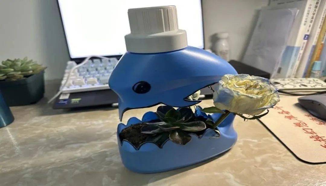 蓝月亮瓶子怎么做花盆图片