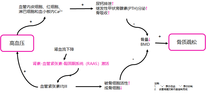 素-醛固酮系统(raas)在高血压的发生发展中起到非常重要的调节作用