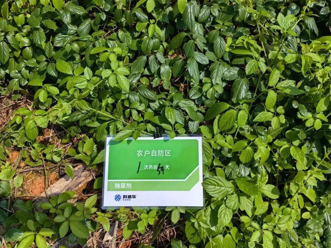 想"实地"了解龙拳 03 的除草实力?