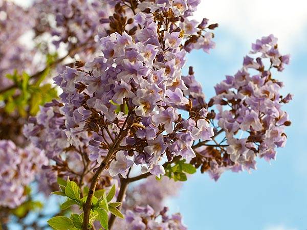 大诗兄：月下何所有，一树紫桐花_泡桐_初夏_香气