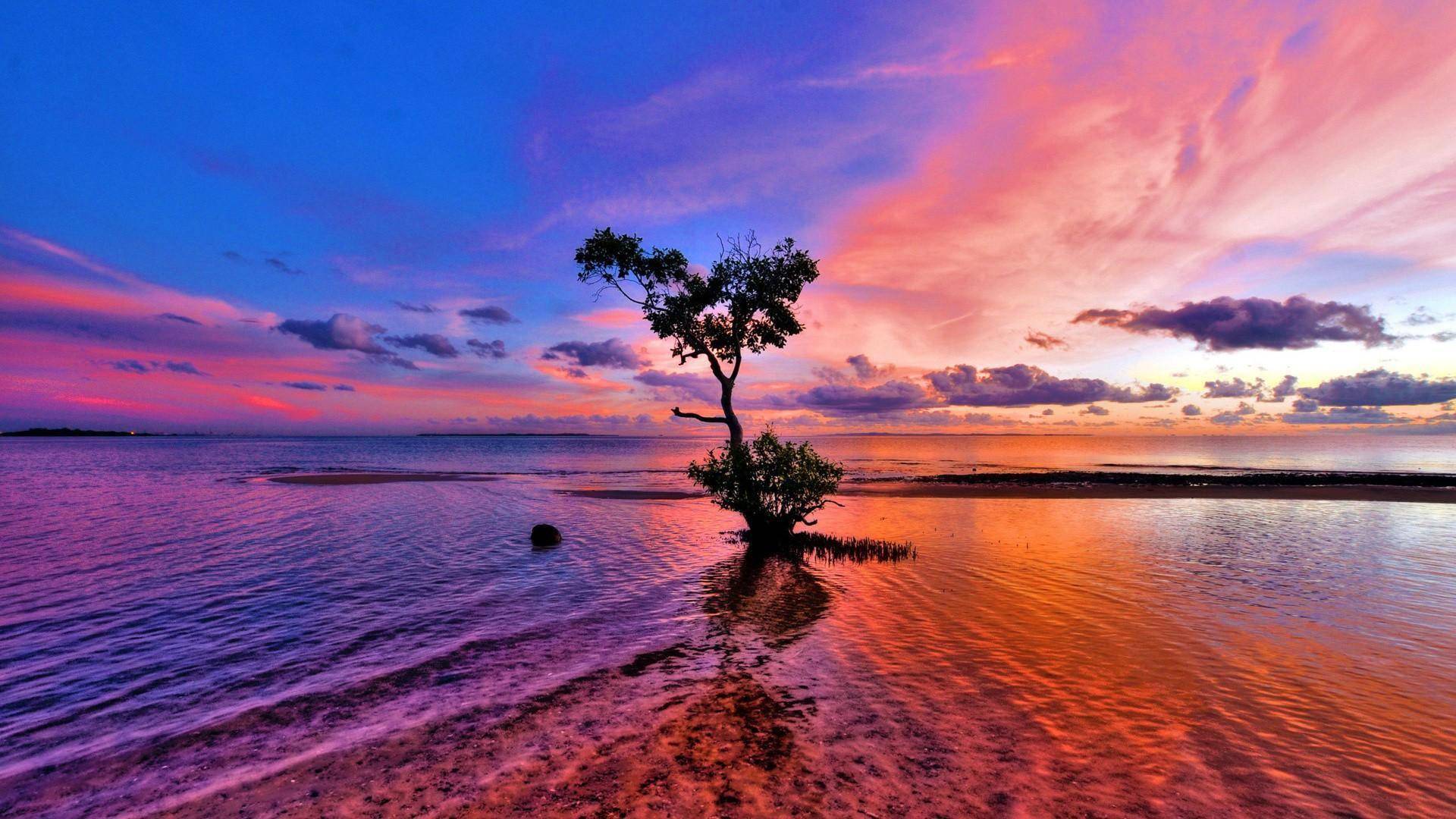 一棵树就是风景