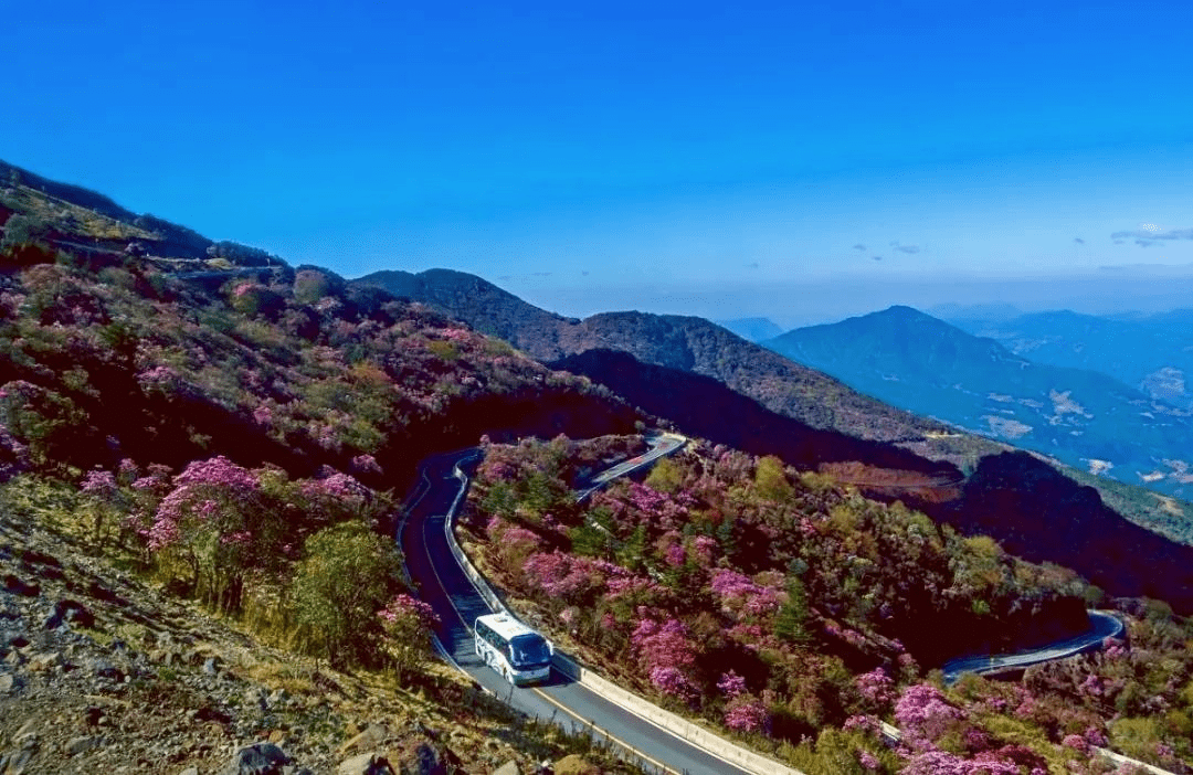 鲜花培训（鲜花培训学校排名） 第19张