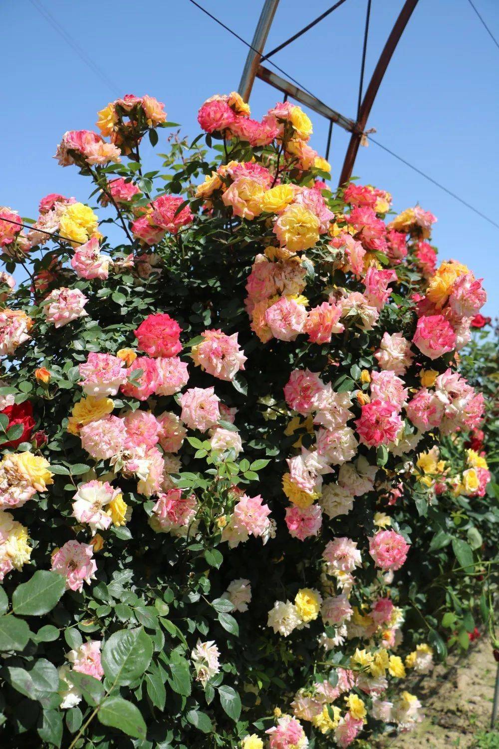 天鸣花海春天的天鸣花海,淡淡的花香扑鼻而来.