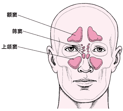 鼻窦解剖开口图片