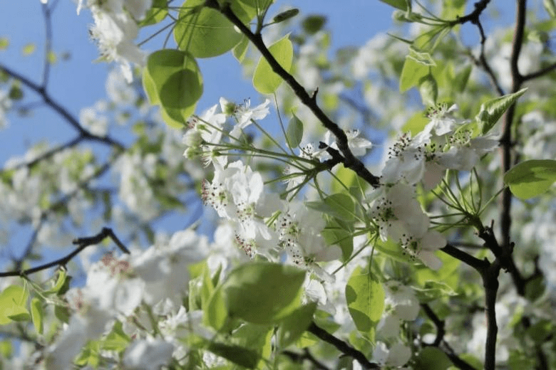 天外限定国风春花图_梨花_花瓣_海棠