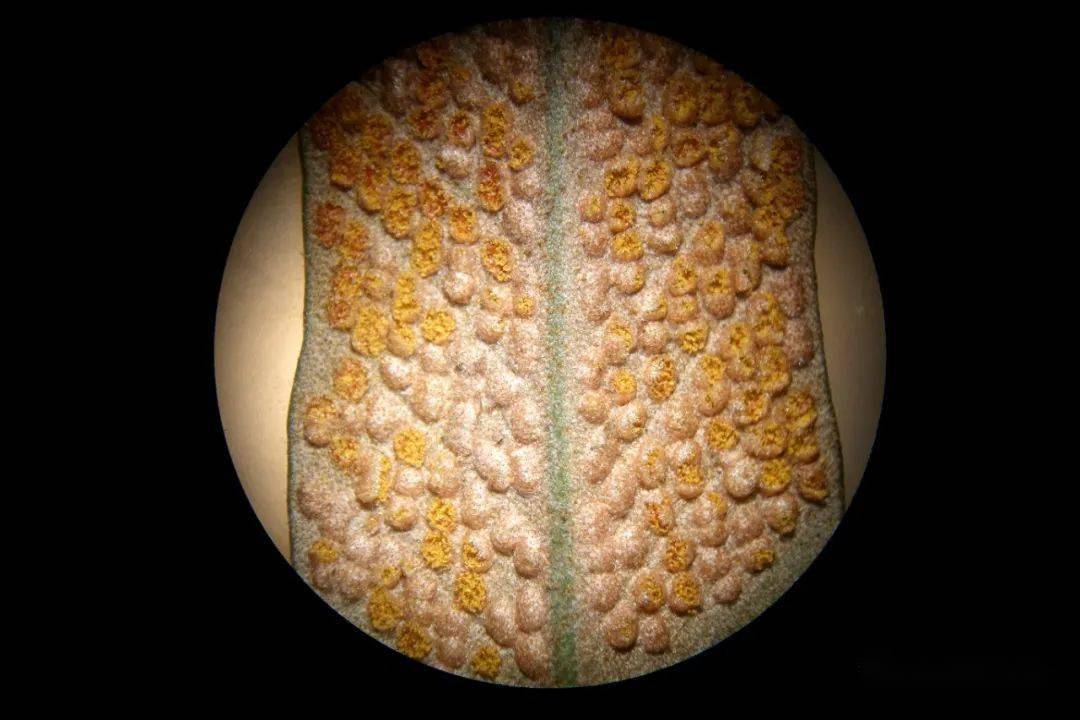蕨叶横切面示孢子囊群图片