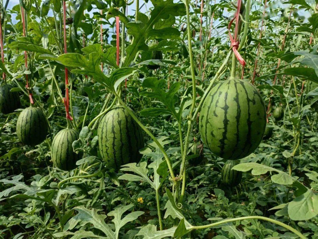 传说中的"手剥糖丸",不是所有西瓜都叫2k瓜!