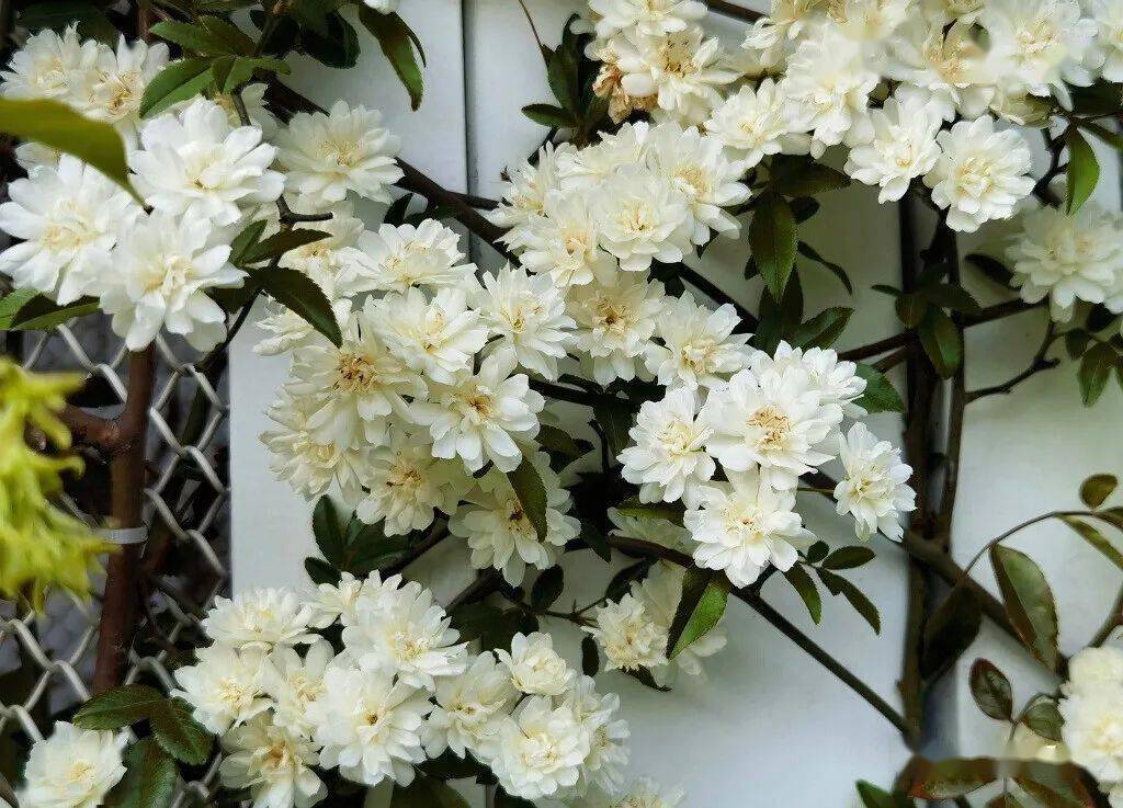 满院清香四月时--木香_菊科_植物_香气