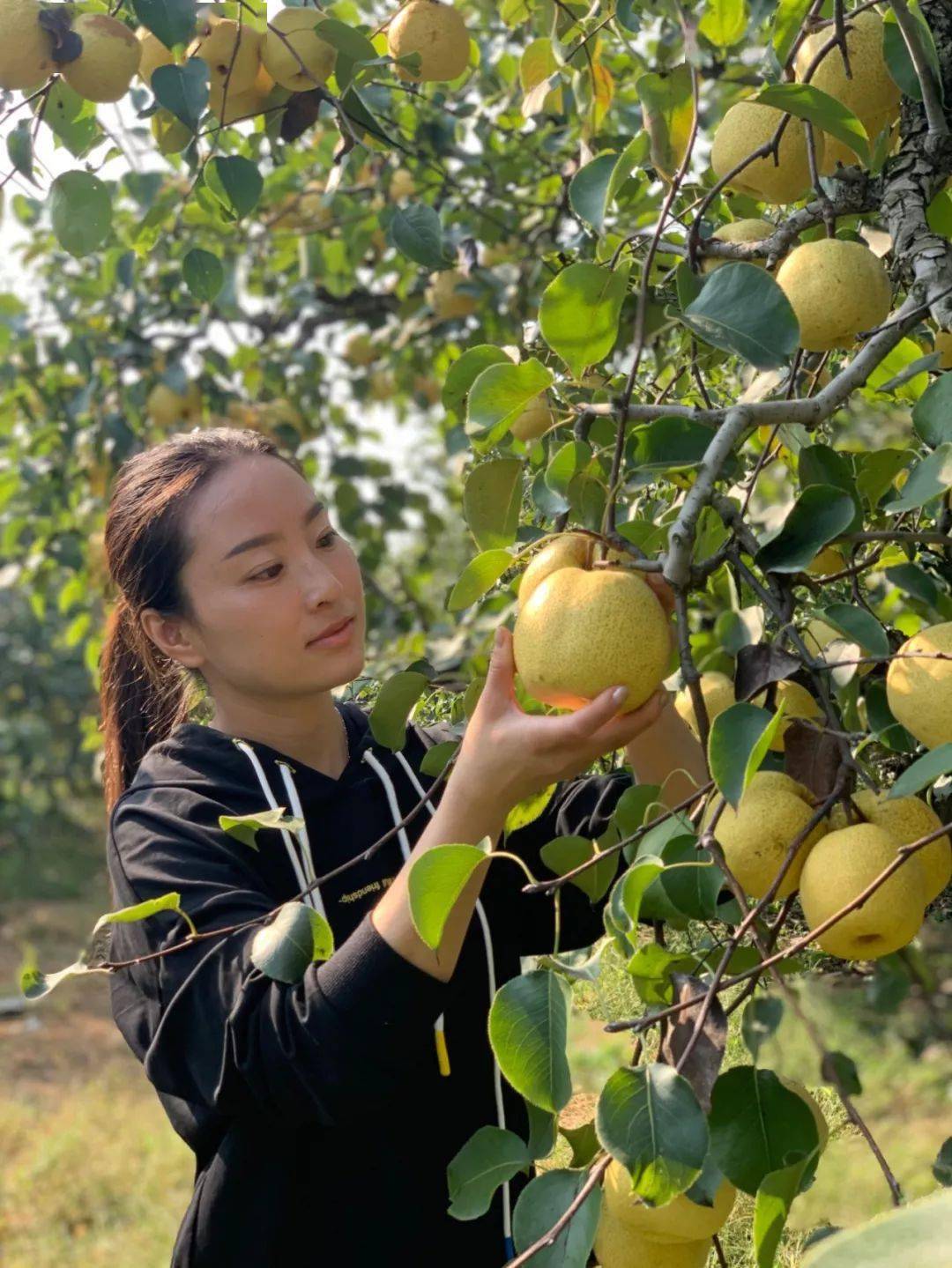 产地食材 ▎来颗老树砀山梨,一口咬下满嘴流汁,又甜又润燥