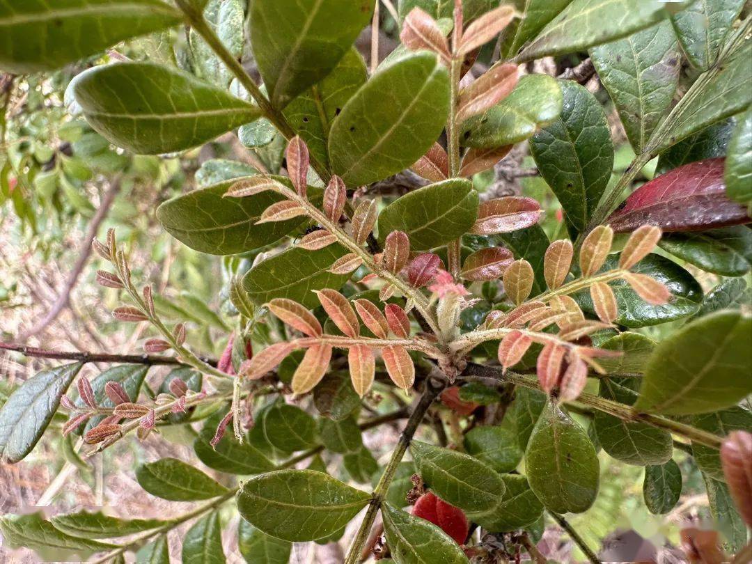 啾山上的清香木_先端_雌花_叶子