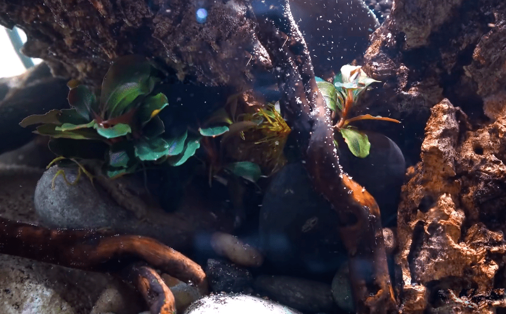 水下,种植辣椒榕↓加水↓沉木槽里面加入水草泥↓骨架完成↓溪流石入