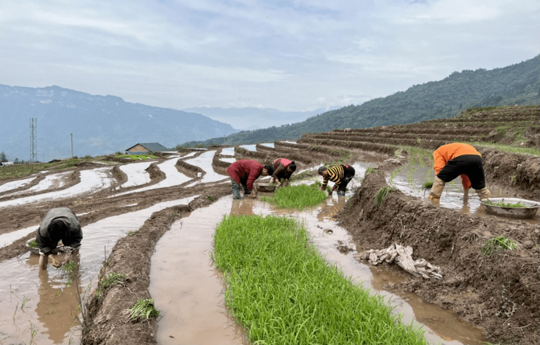 昔日"筲箕坡"来年"金窝窝"_种植_水稻_凤凰村