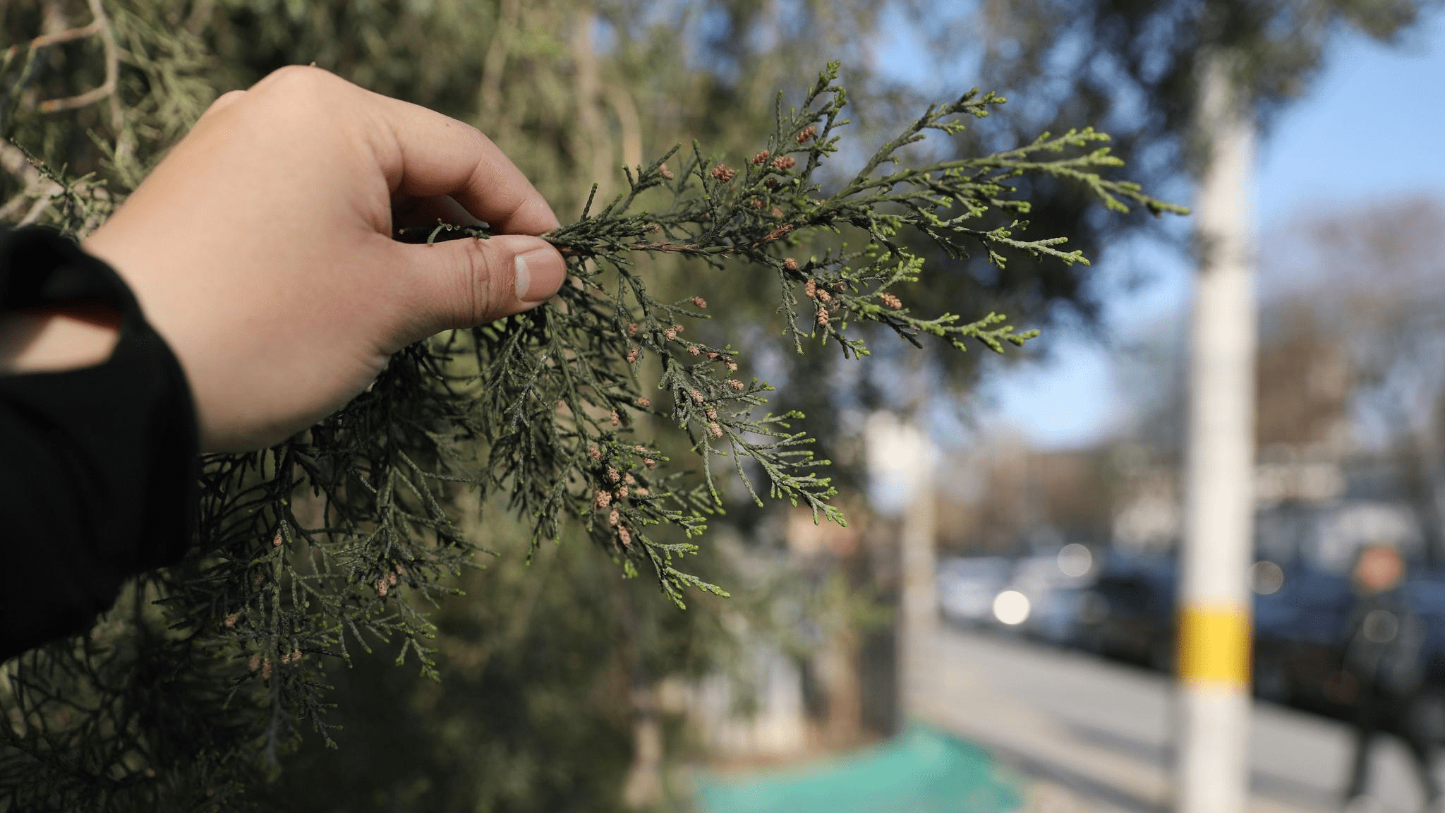 北京的很多居民都对圆柏花粉过敏靠风传播授粉的植物，按照授粉时间先后