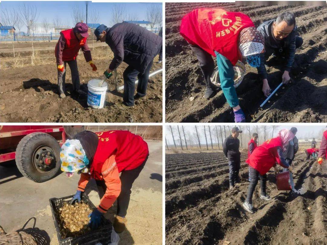 【志愿服务】克东县昌盛乡开展"乡村致富新引擎,特色种植忙增收"志愿