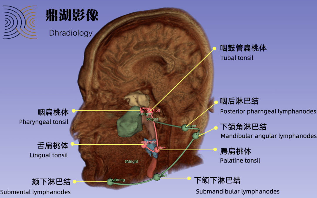 你肯定沒見過這樣的解剖圖:mri三維定位展示人體咽淋巴環的神秘之處