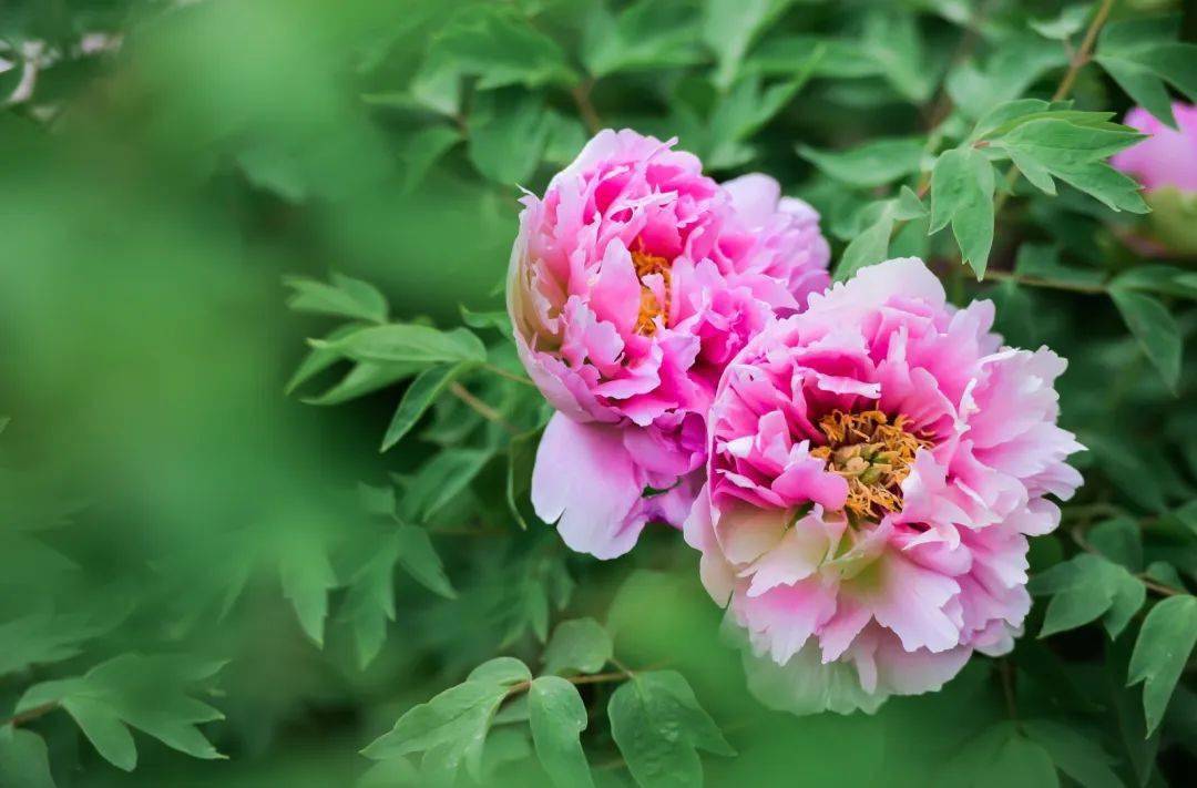 春雨中的河州牡丹美出新高度!_花系_孔德才_白色